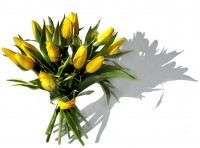 /album/kytice-tulipanu/p1150746-kopie-jpg/